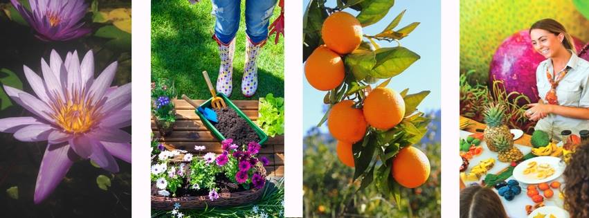 Catch the Botanical Bazaar Gold Coast Gardening Expo