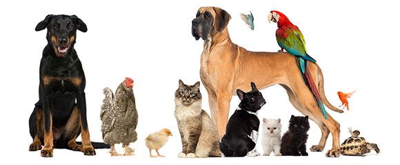 Join the Gold Coast Pet and Animal Expo 2014