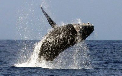 Don’t Miss Whale Watching on the Gold Coast – Winter/Spring 2021