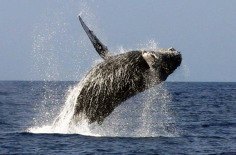 Humpback Whale