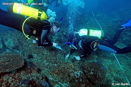 Take a Dive at Palm Beach