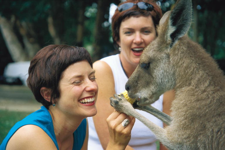 Kangaroo at Tour Paradise Country