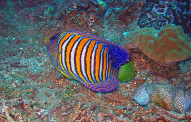 Regal Angelfish Tropical Fish