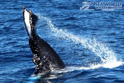 Check Whale Watching Off Your Bucketlist this Year!