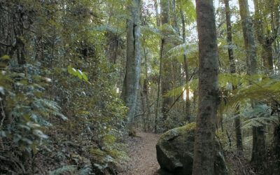 Take part in the Mangrove Discovery Paddle EVENT CANCELLED
