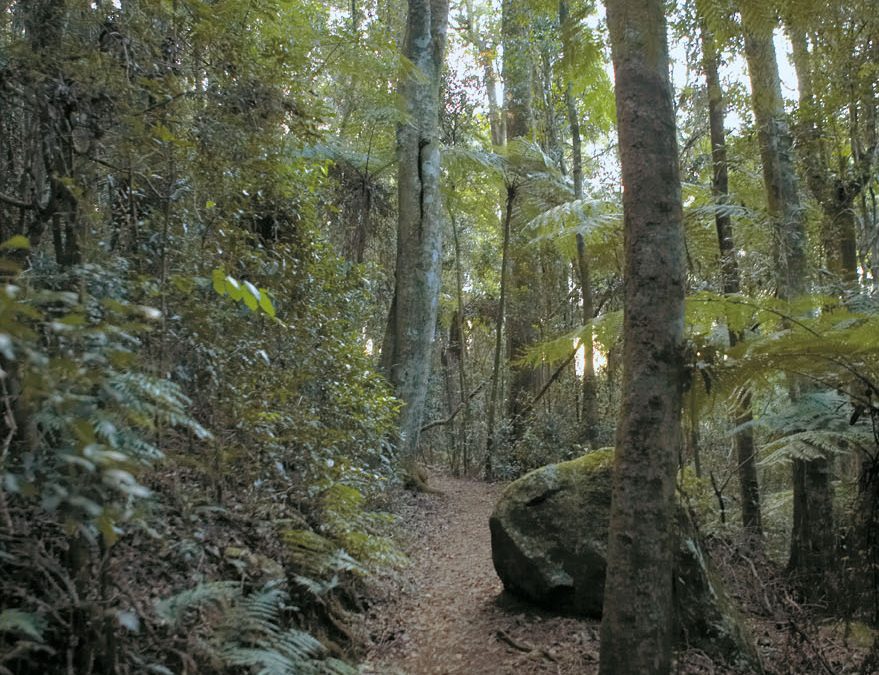 Tree Top Walk