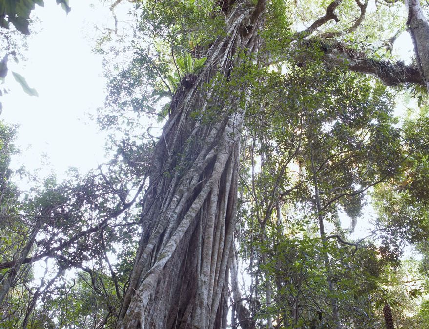 Schusters Park Tree