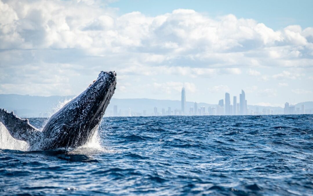 Whale Watching Gold Coast